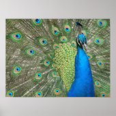 Peacock Strut Print (Voorkant)