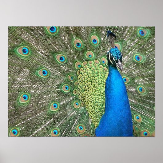 Peacock Strut Print (Voorkant)