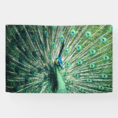 Peacock Strut Spandoek (Horizontaal)