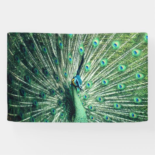 Peacock Strut Spandoek (Horizontaal)