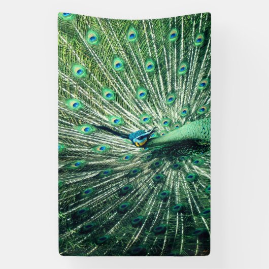 Peacock Strut Spandoek (Verticaal)
