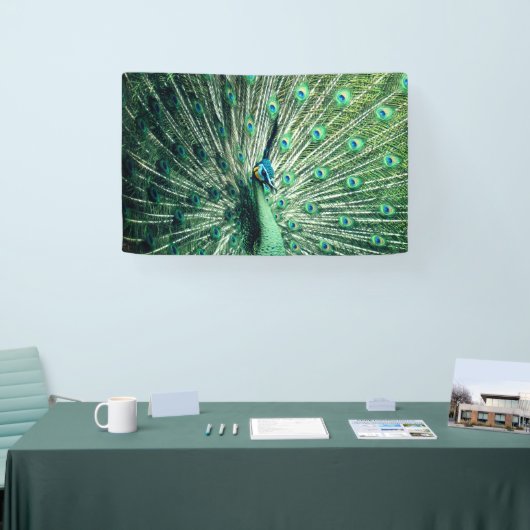 Peacock Strut Spandoek (Beurs)