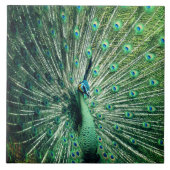 Peacock Strut Tegeltje (Voorkant)