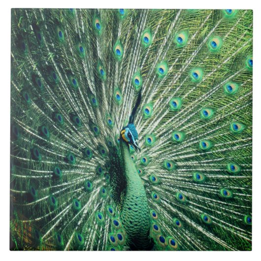 Peacock Strut Tegeltje (Voorkant)