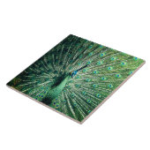 Peacock Strut Tegeltje (Zijkant)