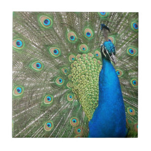 Peacock Strut Tegeltje