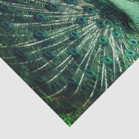 Peacock Strut Tissuepapier (Detail)