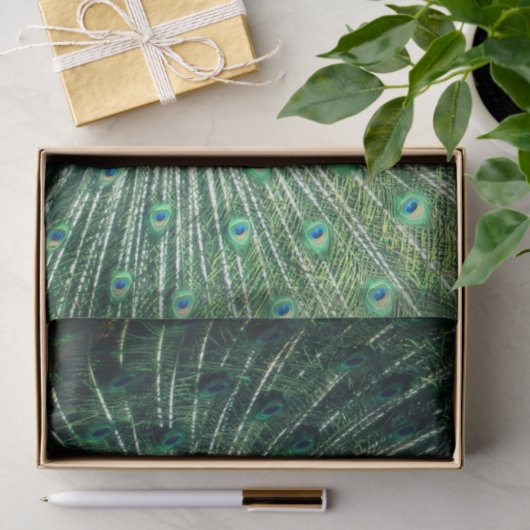 Peacock Strut Tissuepapier (Geschenk)