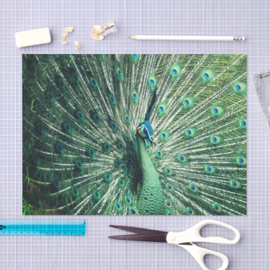 Peacock Strut Tissuepapier (Craft)