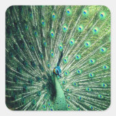 Peacock Strut Vierkante Sticker (Voorkant)