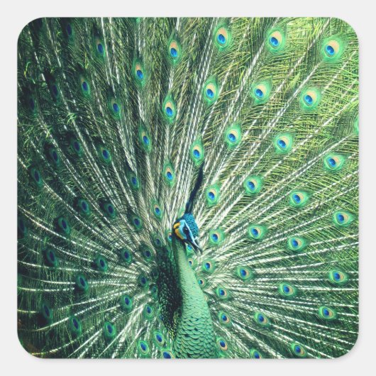 Peacock Strut Vierkante Sticker (Voorkant)