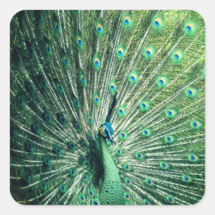 Peacock Strut Vierkante Sticker