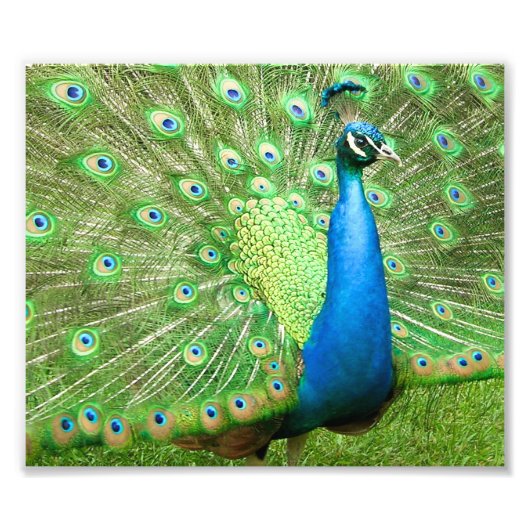 Peacock Strutting Foto Afdruk (Voorkant)