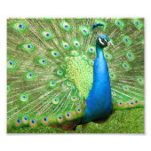 Peacock Strutting Foto Afdruk (Voorkant)