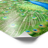 Peacock Strutting Foto Afdruk (Hoek)