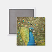 Peacock-strutting Magneet (Voorkant / Achterkant)