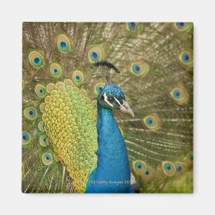 Peacock-strutting Magneet