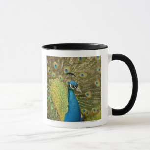 Peacock-strutting Mok