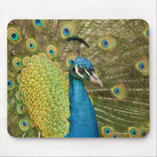 Peacock-strutting Muismat