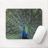 Peacock Strutting Muismat (Met muis)