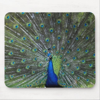 Peacock Strutting Muismat