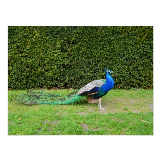 Peacock Strutting Perfect Poster (Voorkant)