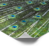 Peacock Strutting Poster (Hoek)