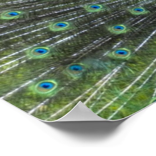 Peacock Strutting Poster (Hoek)