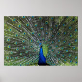 Peacock Strutting Poster (Voorkant)