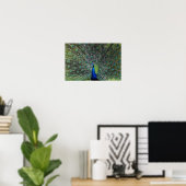 Peacock Strutting Poster (Thuiskantoor)
