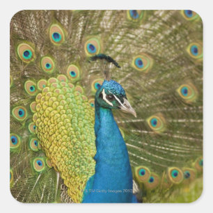 Peacock-strutting Vierkante Sticker