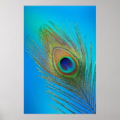 Peacock Tail Feather Poster (Voorkant)