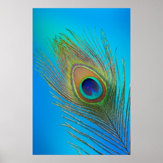 Peacock Tail Feather Poster (Voorkant)