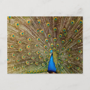 Peacock Tail Feathers Briefkaart