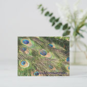 Peacock Tail Feathers Briefkaart (Staand voorkant)