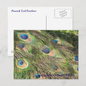 Peacock Tail Feathers Briefkaart (Voorkant / Achterkant)