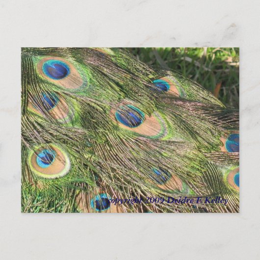 Peacock Tail Feathers Briefkaart (Voorkant)