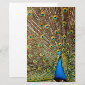 Peacock Tail Feathers Briefpapier (Voorkant / Achterkant)