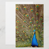 Peacock Tail Feathers Briefpapier (Voorkant / Achterkant)