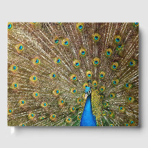 Peacock Tail Feathers