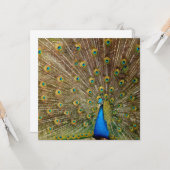 Peacock Tail Feathers Kaart (Voorkant / Achterkant in situ)