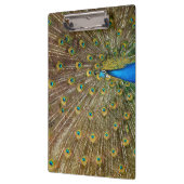 Peacock Tail Feathers Klembord (Links)