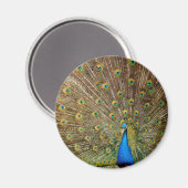Peacock Tail Feathers Magneet (Voorkant / Achterkant)