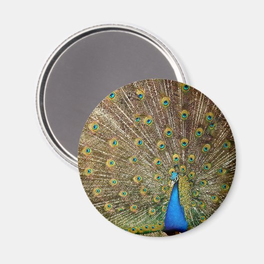 Peacock Tail Feathers Magneet (Voorkant / Achterkant)