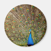Peacock Tail Feathers Magneet (Voorkant)
