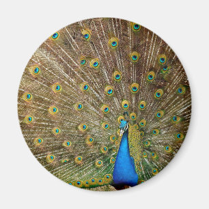 Peacock Tail Feathers Magneet