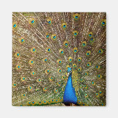 Peacock Tail Feathers Magneet (Voorkant)