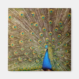 Peacock Tail Feathers Magneet