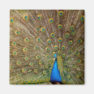 Peacock Tail Feathers Magneet