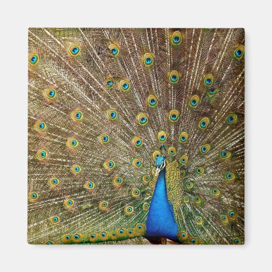 Peacock Tail Feathers Magneet (Voorkant)